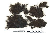 藏品(日本簑苔)的圖片